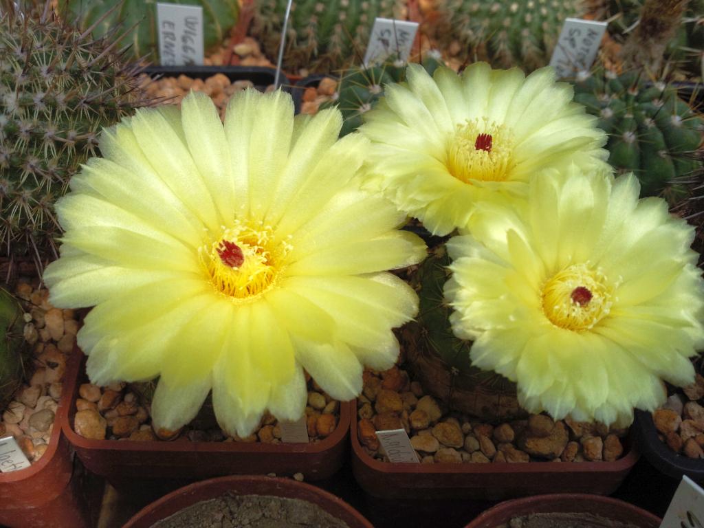 Notocactus globularis